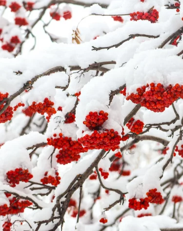 Почти весна: в Кузбассе на неделе резко потеплеет до +2