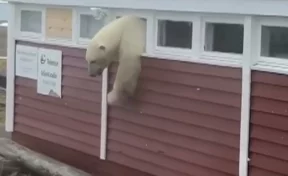 Кто-то слишком много ест: в Норвегии медведь объелся шоколадом и застрял в окне отеля