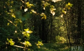 В Санкт-Петербурге искавшие заблудившуюся в лесу женщину волонтёры нашли мёртвого мужчину