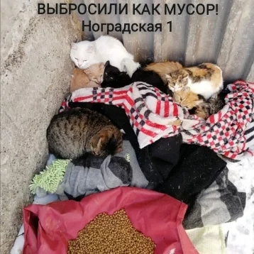 Фото: «Выкинули как мусор»: в Новокузнецке из окна квартиры выбросили около 30 кошек 1
