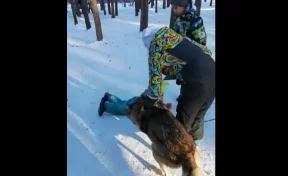 В Челябинске волк напал на ребёнка в парке