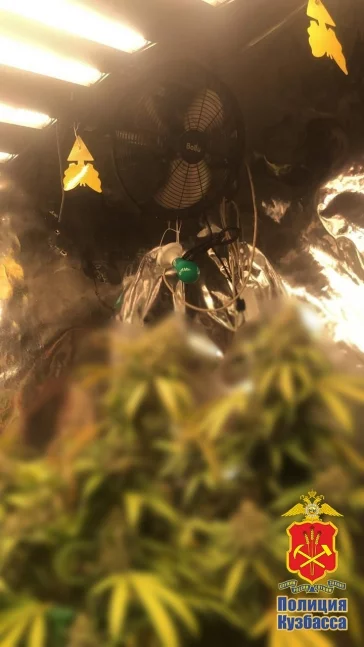 Фото: Кузбассовец создал незаконную плантацию конопли в своём подвале  1