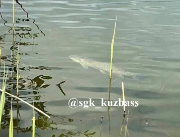 Фото: В водохранилище Кузбасса выпустили 7 тонн белого амура и белого толстолобика 2