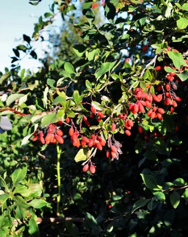 Арина Шиповница: народные приметы на 1 октября