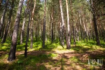 Фото: За девять месяцев из Кузбасса в Китай вывезли более 80 000 кубометров леса 1