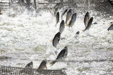 Фото: «Кузбассразрезуголь» выпустил в Беловское водохранилище 3,3 тысячи рыб для очистки водоёма 4