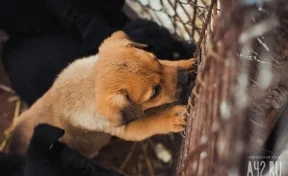 Зоозащитники сообщили о массовом отравлении собак в Новокузнецке
