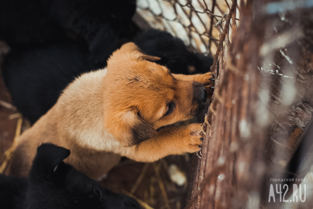Зоозащитники сообщили о массовом отравлении собак в Новокузнецке
