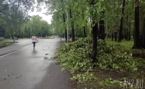 Жертвами урагана в Санкт-Петербурге стали женщина и ребёнок: на них упали деревья