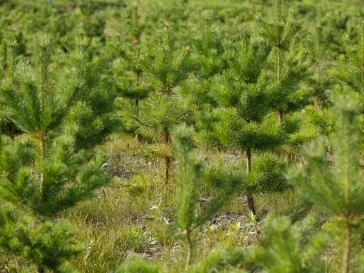 Фото: «Кузбассразрезуголь» в год своего 60-летия высадит более 2 млн деревьев 3