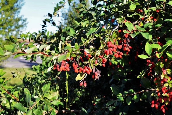 Арина Шиповница: народные приметы на 1 октября