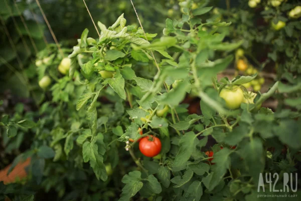 Илья Середюк: более половины тепличных овощей на полках магазинов выращены в Кузбассе