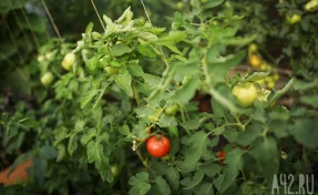 Илья Середюк: более половины тепличных овощей на полках магазинов выращены в Кузбассе