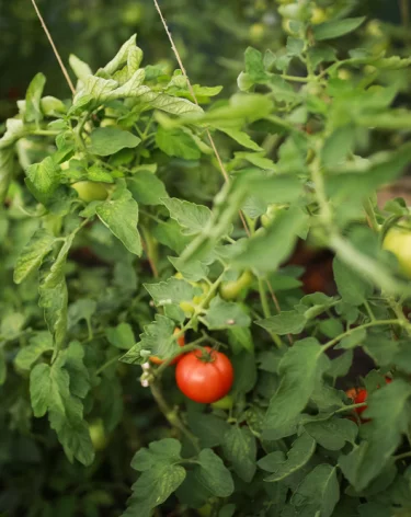 Илья Середюк: более половины тепличных овощей на полках магазинов выращены в Кузбассе