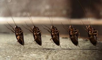 Фото: Власти Китая придумали использовать тараканов для борьбы с мусором 1