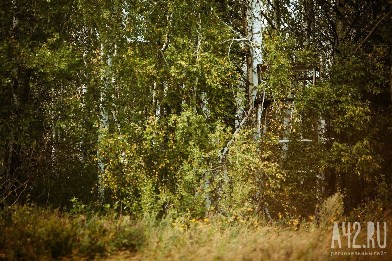 Кузбассовцы сняли на камеру прячущихся в кустах у дороги медведей 