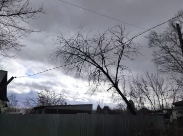 Фото: В Кузбассе дерево упало на линии электропередач 1