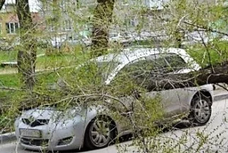 Фото: Кемеровчанка отсудила 260  000 рублей на ремонт иномарки, повреждённой упавшим деревом 1