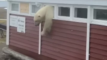 Фото: Кто-то слишком много ест: в Норвегии медведь объелся шоколадом и застрял в окне отеля 1