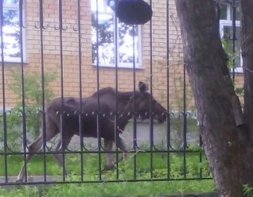 Фото: Молодой лось увидел Пермь и умер от страха 1