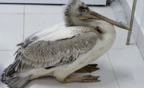 Найденному в Кузбассе пеликану требуется помощь