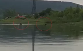 В Кемерове заметили переплывающих Томь лосей