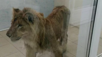 Фото: Под Иркутском нашли умирающего от голода и холода льва 1