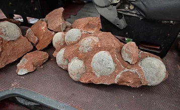 Фото: В Китае школьник нашёл в овраге 11 ископаемых яиц динозавра   1