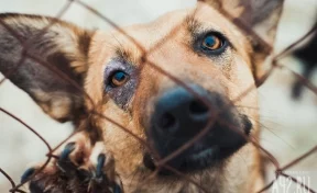 Соцсети: в Новокузнецке бродячие собаки оккупировали детскую площадку