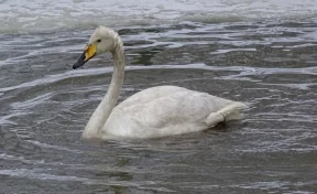 Спасённого кузбассовцами лебедя будут выхаживать в Кузнецком Алатау