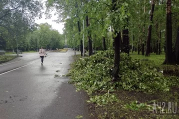 Фото: Жертвами урагана в Санкт-Петербурге стали женщина и ребёнок: на них упали деревья 1