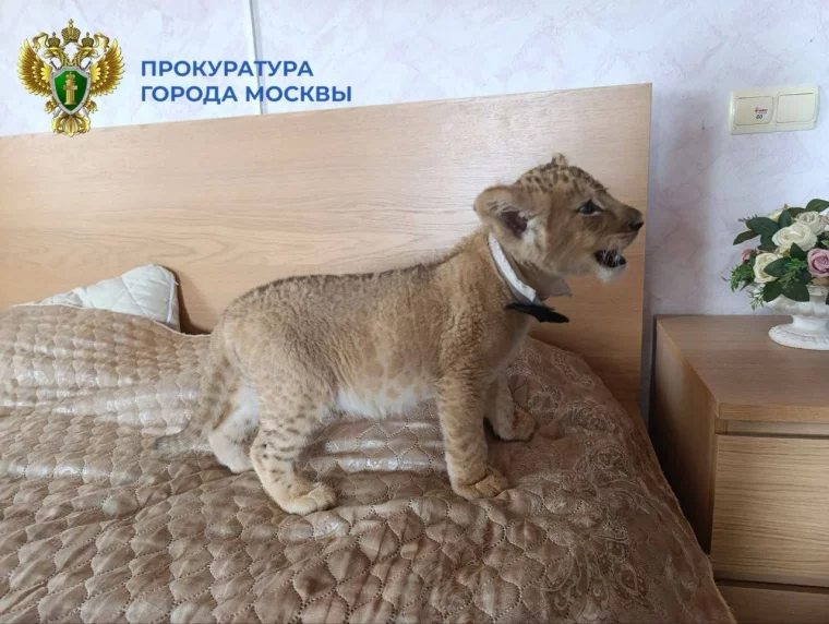 Фото: В Москве у организаторов фотосессий с хищниками изъяли львов 2