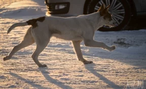 «Накинулись стаей»: в Кемерове бездомная собака укусила ребёнка