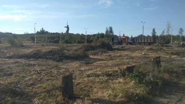 Фото: «Это варварство»: Парк сталинградских вдов у Мамаева кургана вырубили ради парковки  2