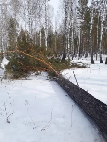 Фото: Кузбассовец получил условный срок за вырубку леса на 400 000 рублей 1