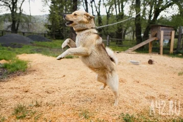 Фото: Жительница Кузбасса отсудила 30 тысяч рублей у хозяйки агрессивной собаки за укус ноги 1