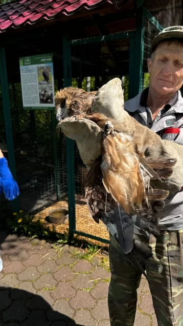 Фото: Сразу пять чёрных коршунов вернули в дикую природу в заповеднике «Кузнецкий Алатау» 1