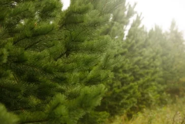 Фото: «Кузбассразрезуголь» в 2023 году высадил в Кемеровской области более 1,5 млн деревьев и кустарников 4