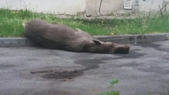 Фото: Молодой лось увидел Пермь и умер от страха 2