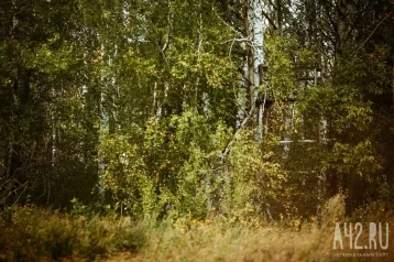 Фото: Кузбассовцы сняли на камеру прячущихся в кустах у дороги медведей  1