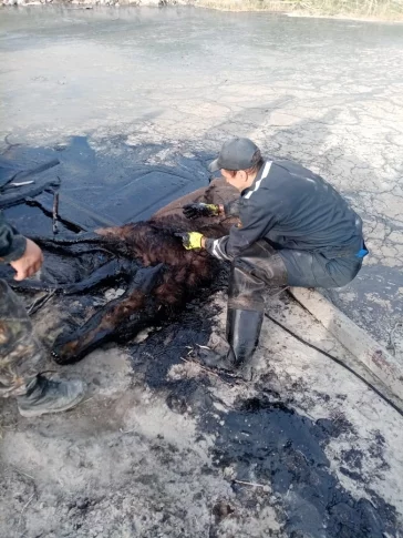 Фото: В Кузбассе лосиха застряла в яме с гудроном 2