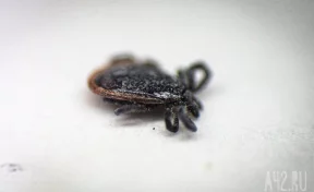 Омский минздрав прокомментировал новости о подростке, впавшем в кому из-за клеща