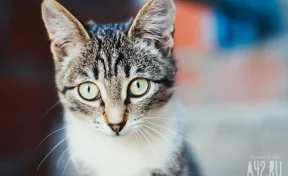 Зоологи: у любой домашней кошки можно выявить признаки психопатии
