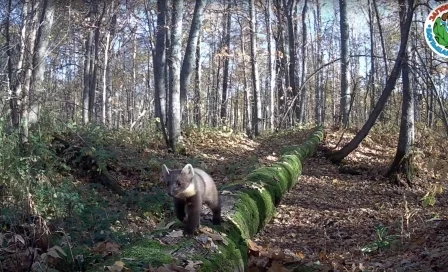 Куница попала в фотоловушку в Республике Марий Эл