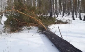 Кузбассовец получил условный срок за вырубку леса на 400 000 рублей