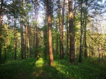 Фото: В Кузбассе высадят свыше 9 миллионов деревьев 1