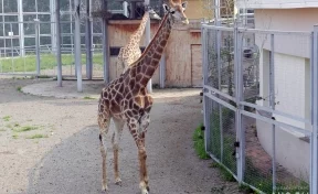 В США в Центре дикой природы жираф попытался выдернуть из машины маленького ребёнка