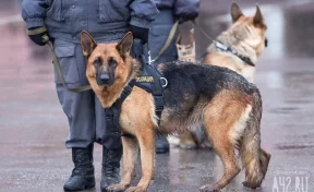 Baza: в Подмосковье двое полицейских пострадали, разнимая служебного пса и кота