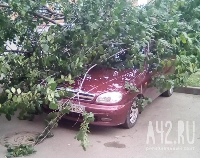 Фото: Дерево упало на припаркованную машину в центре Кемерова 2