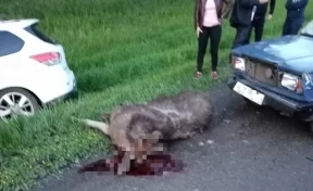 Легковой автомобиль насмерть сбил лося на кузбасской трассе